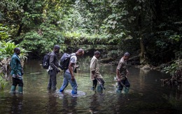Thợ săn virus - Những người săn lùng hiểm họa - Kỳ 2: Dơi, máu và virus ở rừng Cameroon