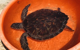 Khu bảo tồn Cù Lao Chàm tiếp nhận rùa biển thả về đại dương