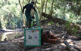 Indonesia nỗ lực bảo tồn loài đười ươi vùng Borneo trước dịch COVID-19