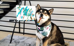 Chó Shiba bán 288 bức tranh tự vẽ, thu gần 18.000 USD