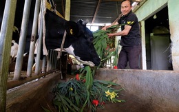 Nông dân cắt hoa layơn cho bò ăn thay cỏ