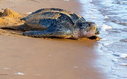 Ấp nở thành công loài rùa biển lớn nhất thế giới tại Ecuador