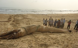 Xác cá voi nặng 4 tấn trôi dạt vào bờ biển Quảng Nam