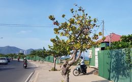 Cưỡng chế thu hồi dự án lấn vịnh Nha Trang, lấy đất xây công viên