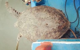 Thả rùa quý hiếm nặng 120kg về biển
