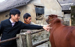 Hà Tĩnh: Nông dân lao đao với dịch tả heo và viêm da nổi cục trên trâu, bò