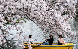 Hoa anh đào Nhật nở rộ bất thường: Vẻ đẹp tiềm ẩn hiểm họa