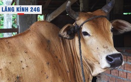 Lăng kính 24g: Khẩn trương dập dịch bệnh viêm da nổi cục trên trâu, bò