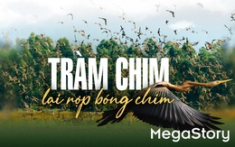 Tràm Chim lại rợp bóng chim