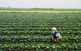 Năm 2050, nông thôn Việt không còn hộ nghèo, trở thành 'nơi đáng sống'
