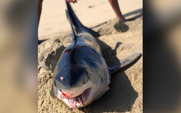 Xác cá mập bị đâm vào đầu bí ẩn, dạt vào bờ biển