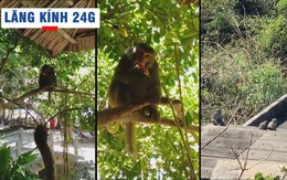Lăng kính 24g: Dân đảo Cù Lao Chàm náo loạn vì khỉ