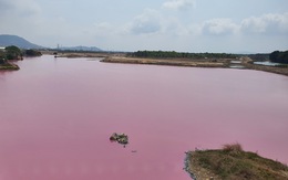 Đầm nước ở Bà Rịa - Vũng Tàu bỗng biến thành màu hồng tím