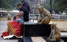 Dắt khỉ đi cướp ở thủ đô, 2 người đàn ông Ấn Độ bị bắt chờ ra tòa