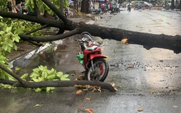 TP.HCM: Mưa to gió lớn, cây ngã đè xe máy làm 2 người bị thương