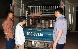 Bắt xe chở 50 con heo giống nhiễm bệnh từ Hà Tĩnh ra Hà Nam