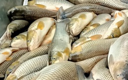 Cá lại chết hàng loạt trên sông Mã, hơn 14 tấn chỉ trong ngày 14-4
