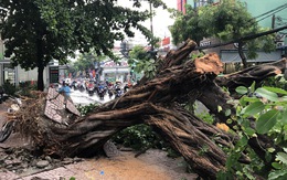 Sáng 16-4, Sài Gòn mưa lớn, nhiều cây bật gốc, tét nhánh, 1 người cấp cứu