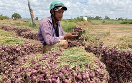 50.000 tấn hành tím Vĩnh Châu ứ đọng, 10 ngày 'giải cứu' được 315 tấn với giá 15.000 đồng/kg