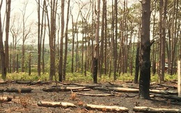 Khởi tố nguyên phó chủ tịch huyện vì để mất rừng