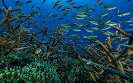 Gia tăng cuộc 'di tản' của các loài sinh vật biển vùng xích đạo
