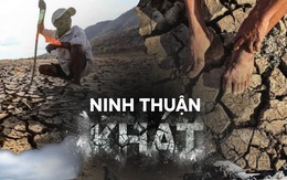 Rủ nhau gửi cây thanh thất đến Ninh Thuận để "trồng rừng - giữ nước"