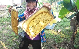 Mật ong Việt Nam gặp khó ở thị trường Mỹ