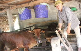 Chợ Hà Tĩnh vắng bóng thịt bò