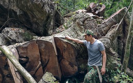 'Chảy máu' rừng đặc dụng Cham Chu: Tàn sát cổ thụ để lấy nu gỗ