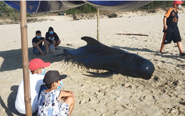 Cá heo dài 3m, nặng 300kg hai lần trôi dạt vào bờ biển Quảng Nam