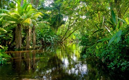 Sức mạnh đặc biệt của rừng mưa ở châu Phi