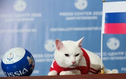 Mèo Achilles được chọn làm 'nhà tiên tri' cho Euro 2020