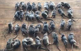 'Đại dịch chuột' lan khắp Australia có thể kéo dài 2 năm