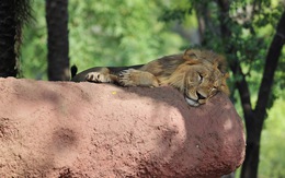 8 con sư tử tại vườn thú Ấn Độ mắc COVID-19?