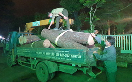Bắt 'lâm tặc' đốn hạ thông cổ thụ trong khu du lịch quốc gia hồ Tuyền Lâm