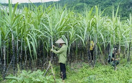 5 quốc gia bị Việt Nam điều tra lẩn tránh thuế sản phẩm đường mía