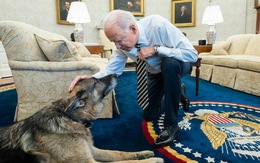 Vợ chồng Tổng thống Biden chia tay cún cưng sau 13 năm chung sống