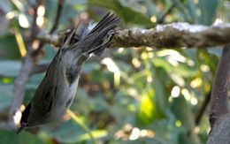 Tòa án Tối cao Pháp cấm hành vi bẫy chim bằng keo dính