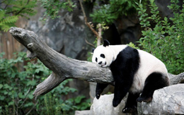 Trung Quốc báo tin vui, gấu trúc không còn là loài nguy cấp trong tự nhiên