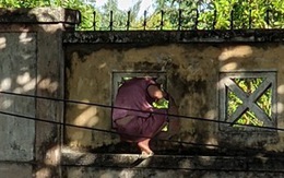 Nữ bệnh nhân COVID-19 leo tường rào ra ngoài bệnh viện… hái lá nấu nước xông