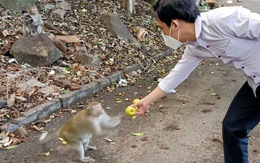 Vũng Tàu tiếp tế trái cây cho khỉ để dụ chúng về lại núi