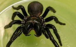 Nghiên cứu dùng nọc độc nhện cứu người nhồi máu cơ tim