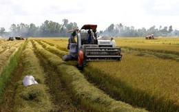 Lúa đầy đồng ở miền Tây, Bộ Nông nghiệp đề xuất mua dự trữ quốc gia