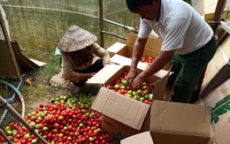 Lâm Đồng tặng 350 tấn rau củ quả cho TP.HCM và các tỉnh