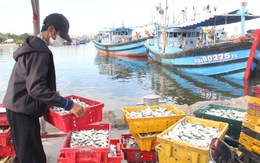 Giải quyết ra sao với tàu cá về lại vùng cách ly ở Đà Nẵng
