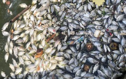 Cá chết nổi dày đặc ở hồ điều hòa lớn nhất TP Vinh