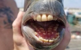 Cá có miệng đầy răng giống người ở bờ biển Bắc Carolina