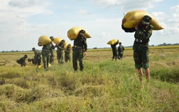 Sư đoàn 330 giúp dân thu hoạch và vận chuyển lúa hè thu trong đại dịch COVID-19