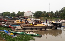 Ghe, thuyền khó thu gom lúa ở miền Tây vì vướng quy định chống dịch