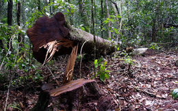Khởi tố 14 'lâm tặc' triệt hạ gỗ quý rừng nguyên sinh Lâm Đồng